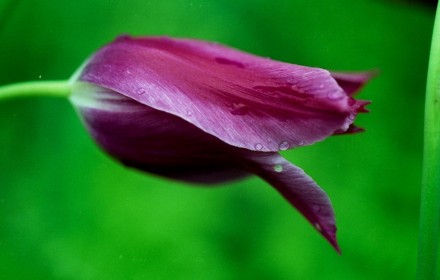 Horizontal Tulip