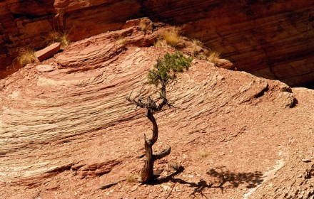 Tree from Rock