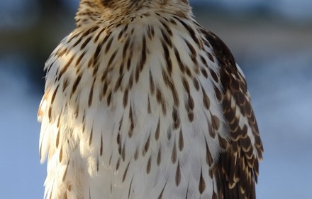 Hawk 4