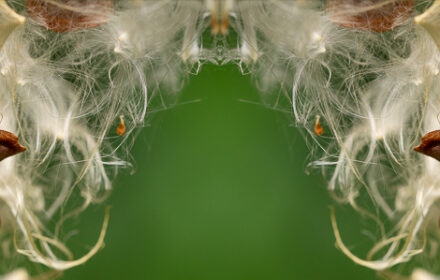 Butterfly Weed Diptych #1