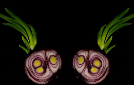 Sprouted Red Onion Diptych 1
