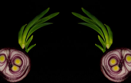 Sprouted Red Onion Diptych 2