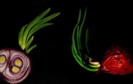 Sprouted Red Onion Diptych 6