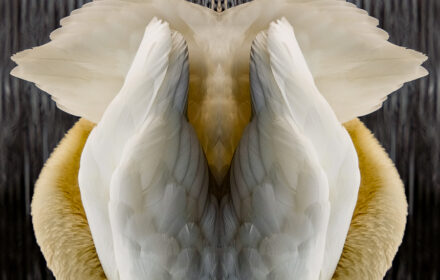 Swan Diptych 2