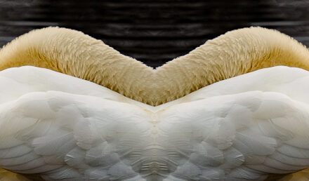 Swan Diptych 2B