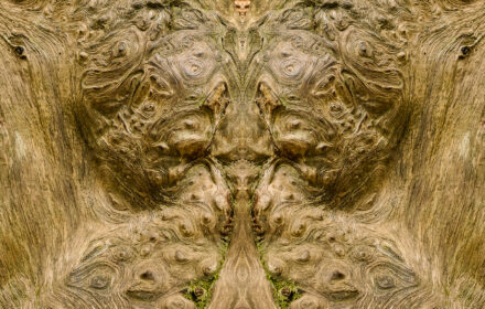 Gnarly Diptych #2 Sepia