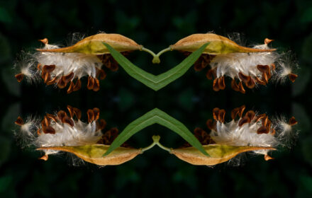 Butterfly Weed Quadtych 2