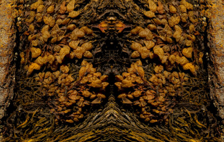 Seaweed Diptych 1A