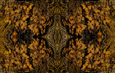 Seaweed Diptych 1A Quad 3A