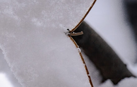Snow Twig Original Crop