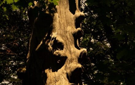 Brooks Gnarly Tree