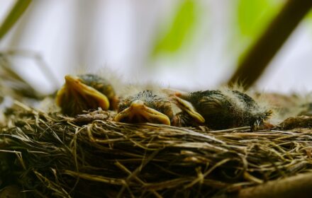 Nap Time