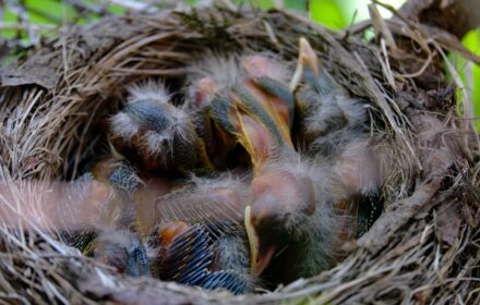 Nested