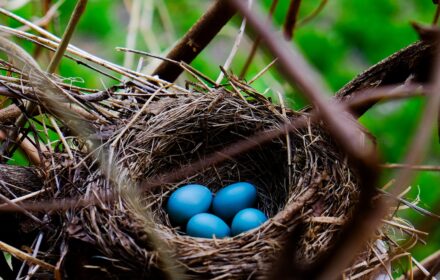 Robins in the Hood Gallery