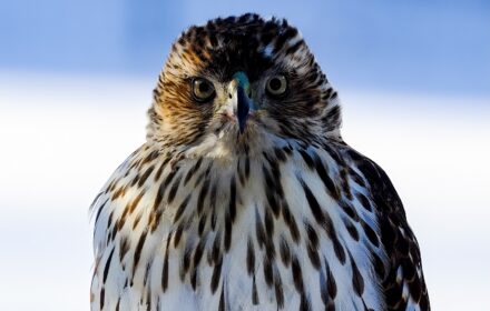 Hawk Gallery