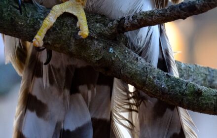 Tail Feathers