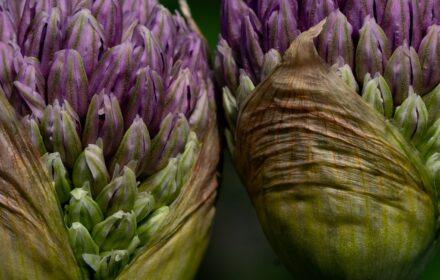 Allium Buds Gallery