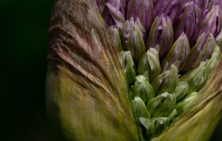 Allium Crop