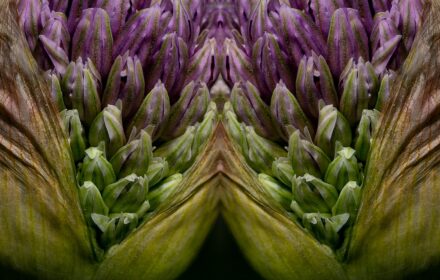 Allium Dip 1A
