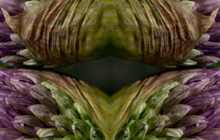 Allium Dip 2A