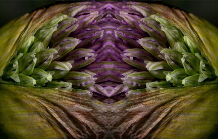 Allium Dip 2A Crop