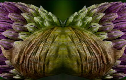 Allium 2A Crop A