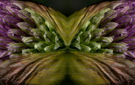 Allium Dip 2A Crop B