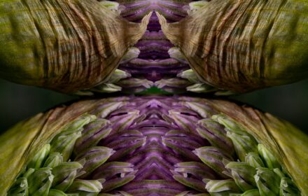 Allium Dip 2B
