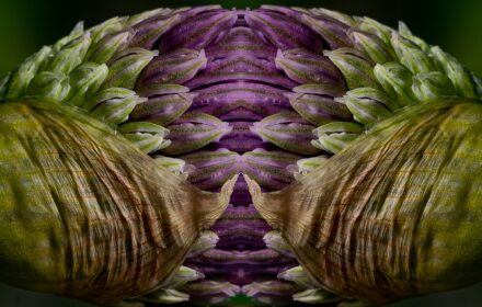 Allium Dip 2B Crop B