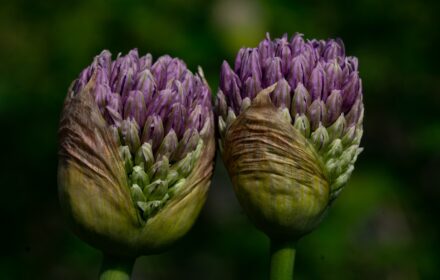 Allium Original