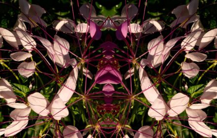 2026 Cleome 1B