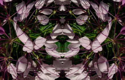 2026 Cleome 2A
