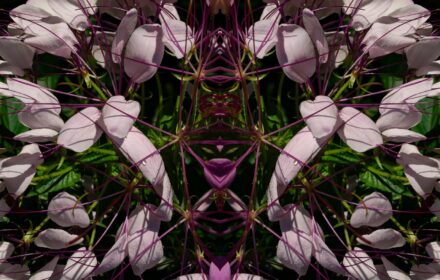 2026 Cleome 2B