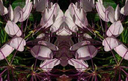 2026 Cleome 2C