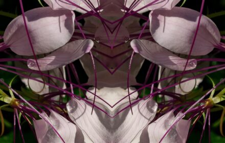 2026 Cleome 2C Crop