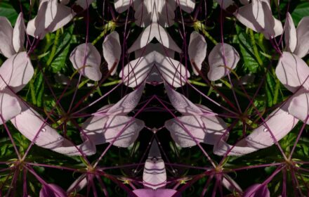 2026 Cleome 2D