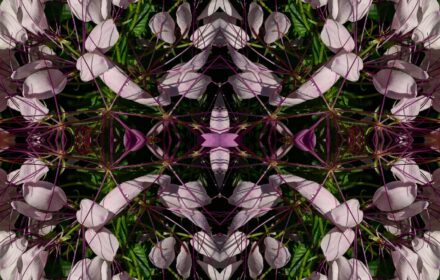 2026 Cleome 2D Quad A