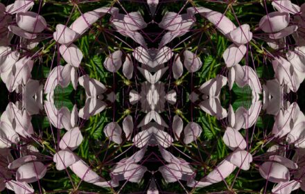 2026 Cleome 2D Quad B