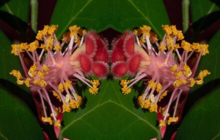 2026 Hibiscus 1A