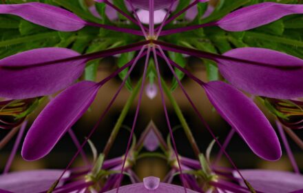 Cleome Dip 10A
