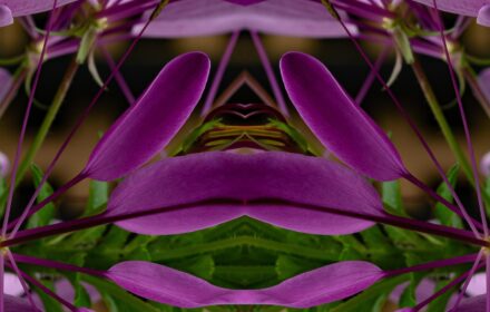 Cleome Dip 10B