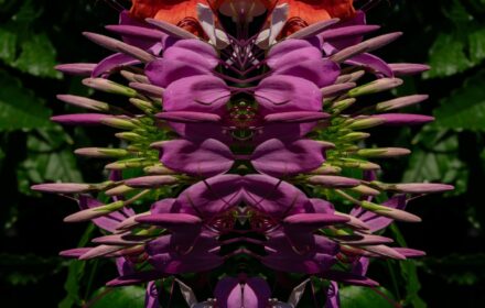 Cleome Dip 10C