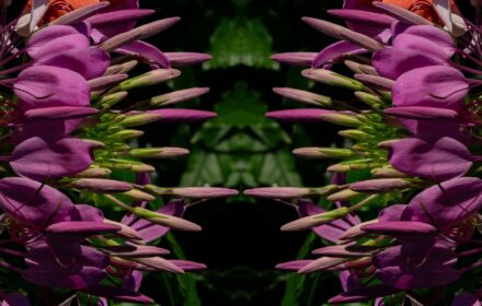 Cleome Dip 10D