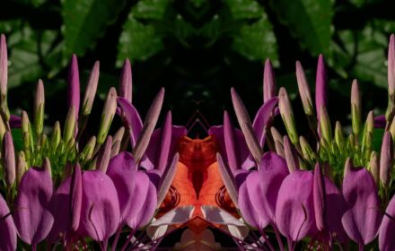 Cleome Dip 10E
