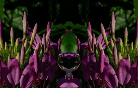 Cleome Dip 10F