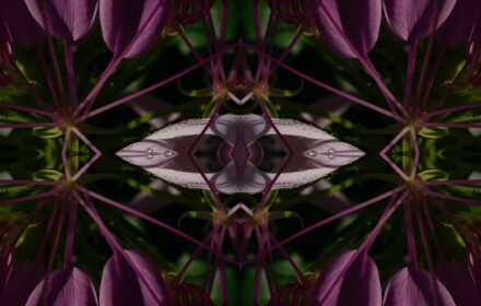 Cleome Dip 11 Crop Quad A