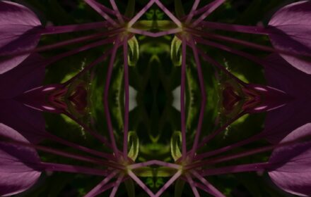 Cleome Dip 11 Crop Quad B