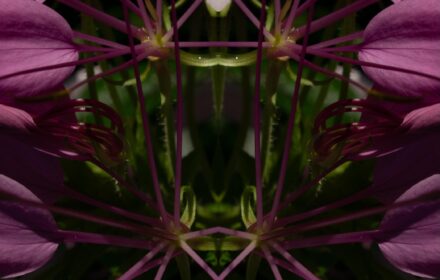 Cleome Dip 11A