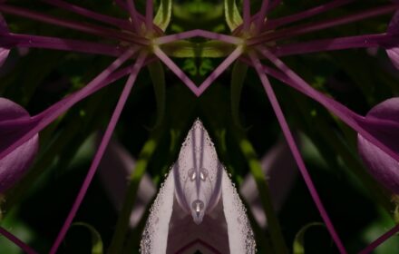 Cleome Dip 11A Crop