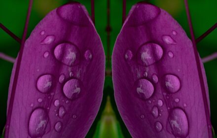 Cleome Dip 12A